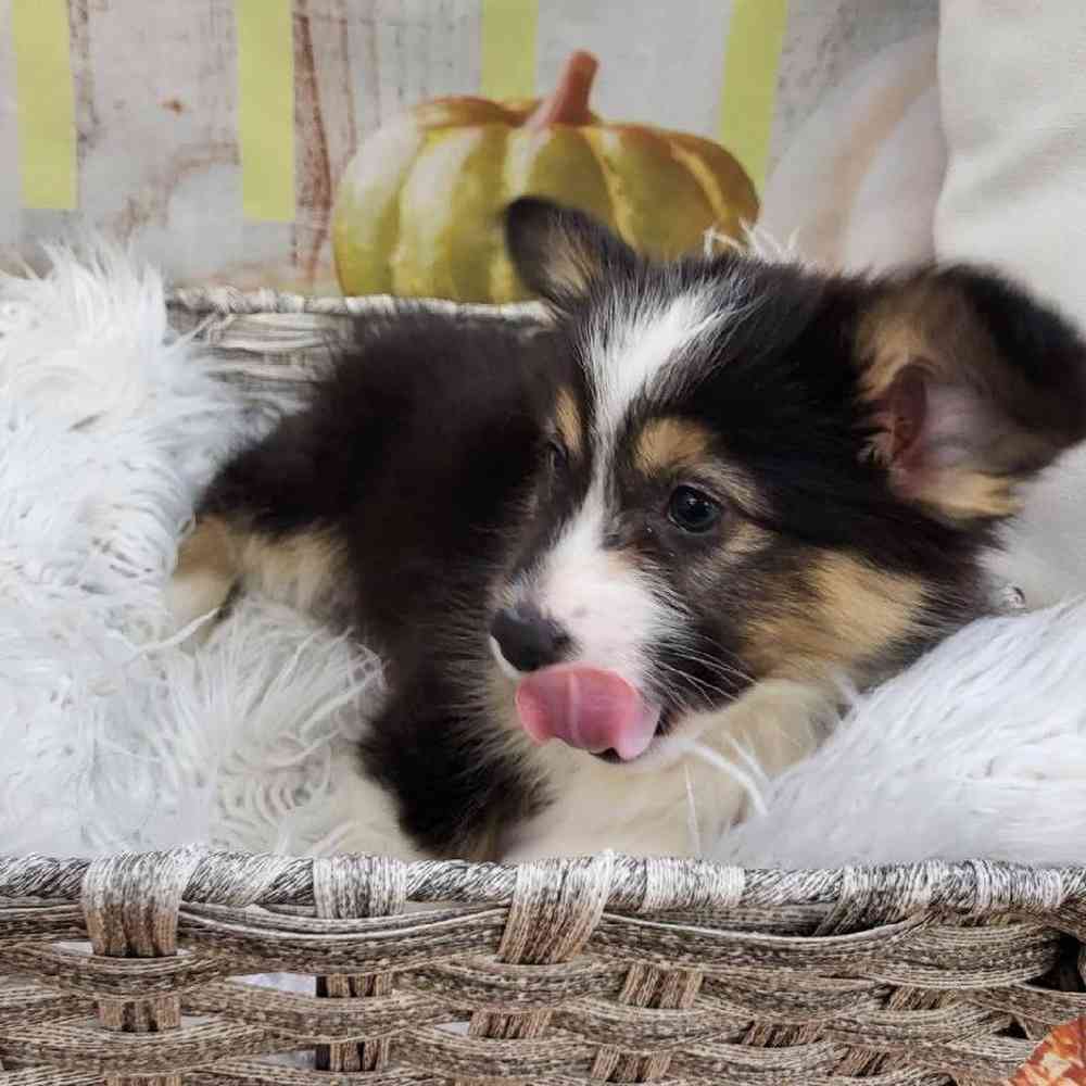 Male Pembroke Welsh Corgi Puppy for Sale in Monroeville, PA