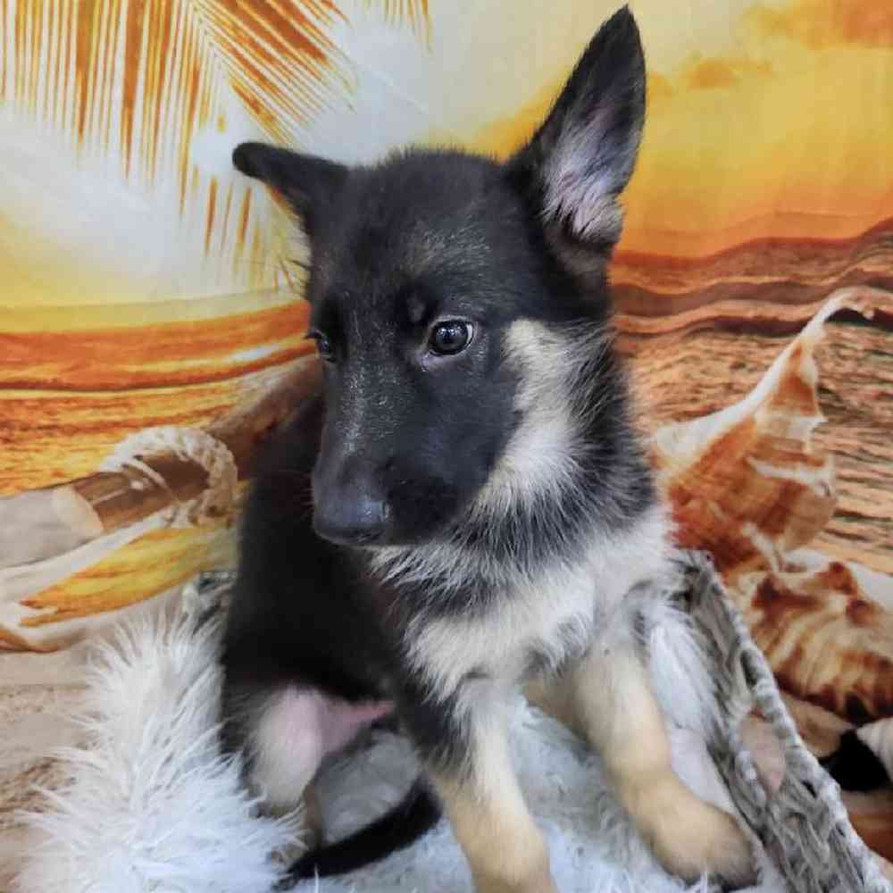 Female German Shepherd Puppy for Sale in Monroeville, PA