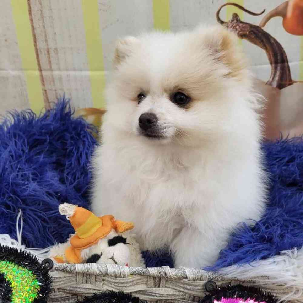 Male Pomeranian Puppy for Sale in Monroeville, PA