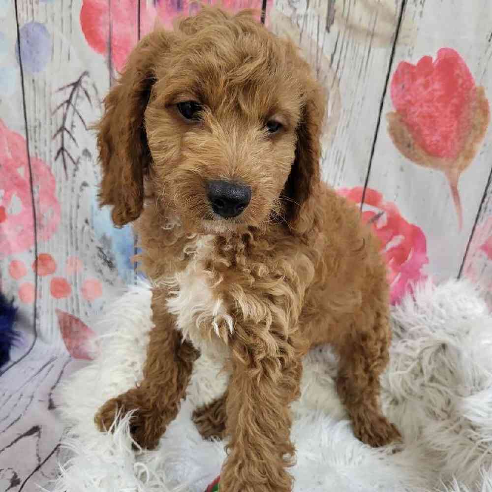 Male Cavapoo Puppy for Sale in Monroeville, PA