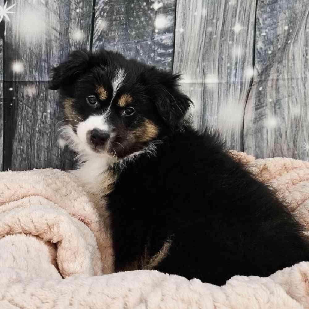 Female Miniature American Shepherd Puppy for Sale in Monroeville, PA