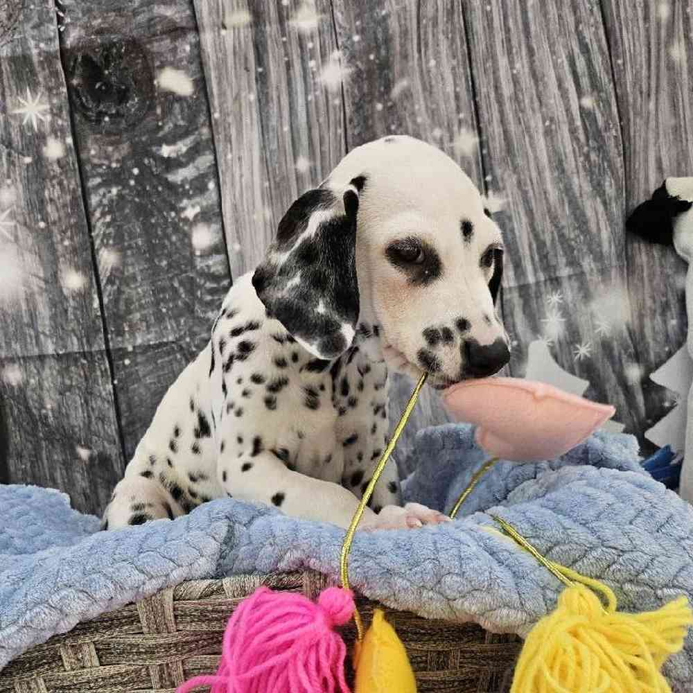 Male Dalmatian Puppy for Sale in Monroeville, PA