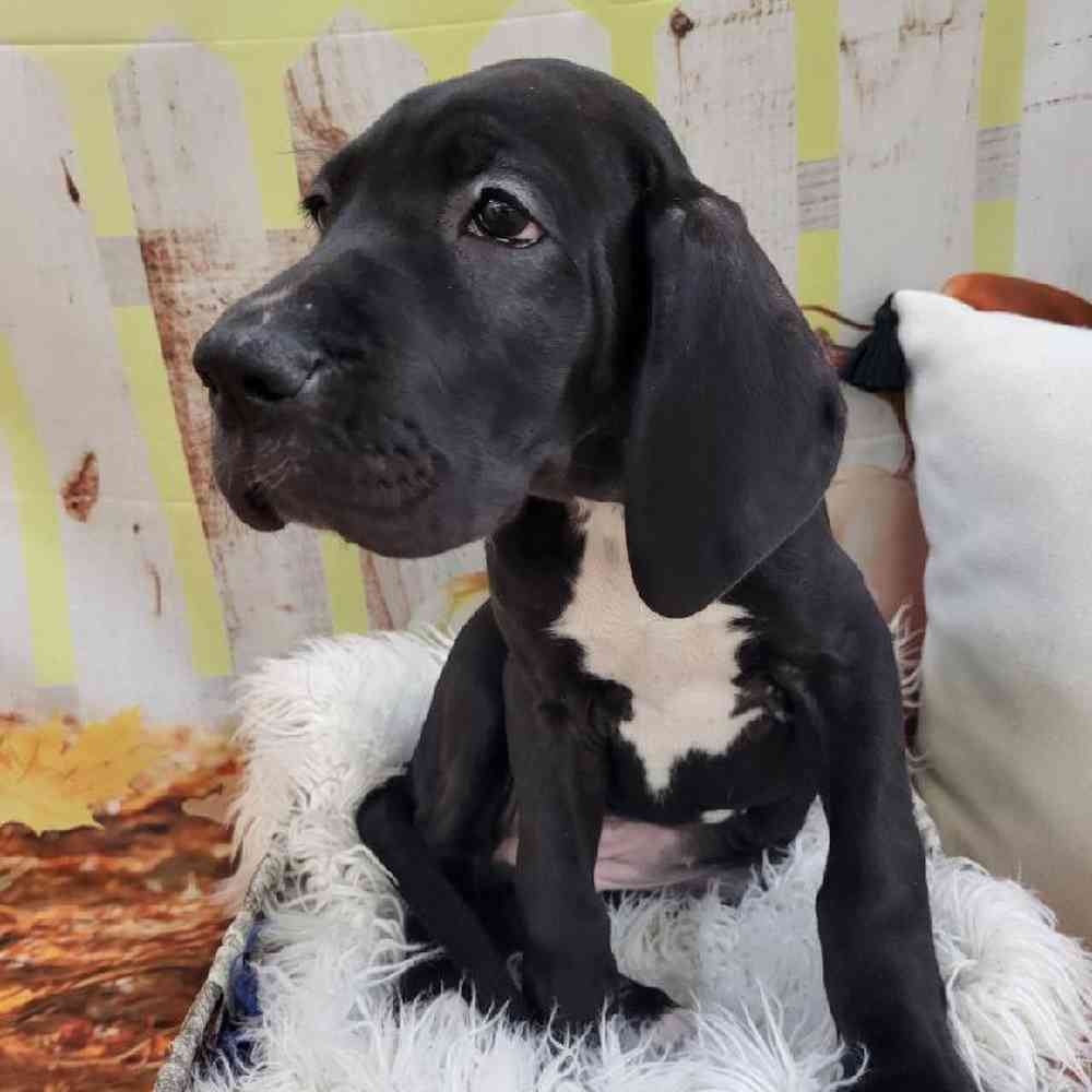 Female Great Dane Puppy for Sale in Monroeville, PA