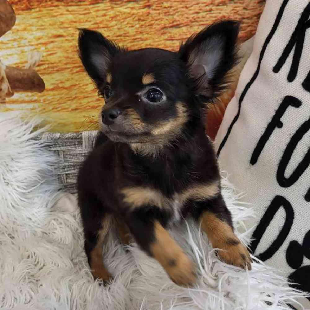 Female Chihuahua Puppy for Sale in Monroeville, PA