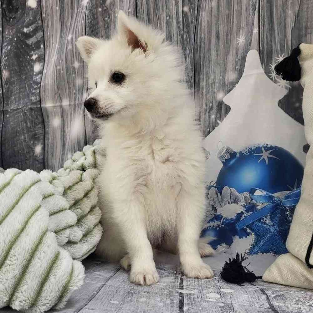 Female American Eskimo Puppy for Sale in Monroeville, PA