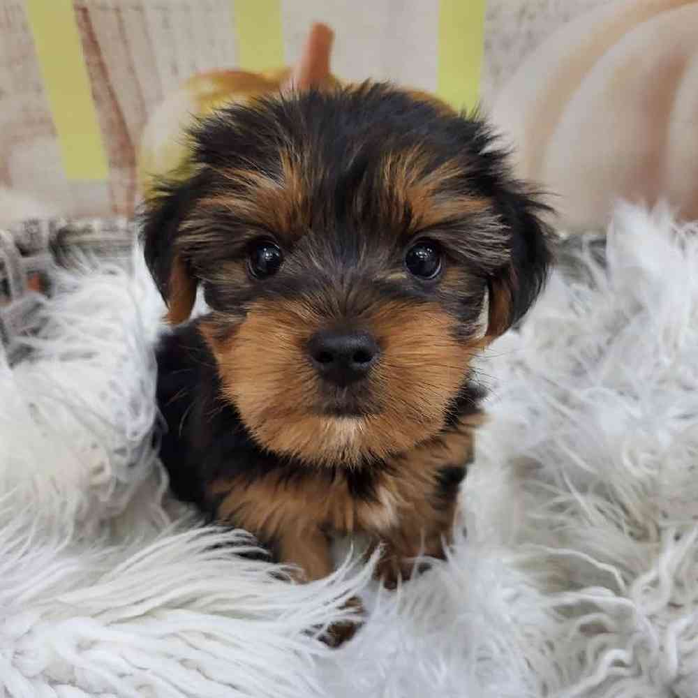 Male Yorkie Puppy for Sale in Monroeville, PA