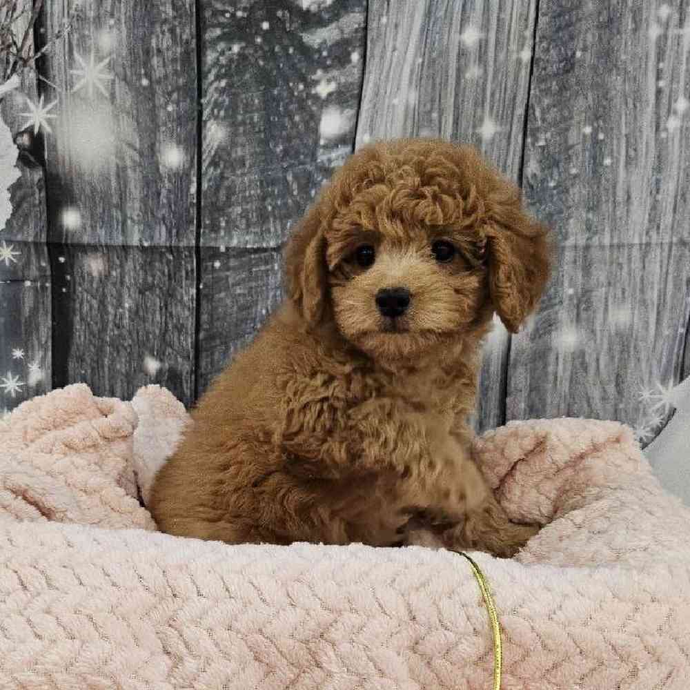 Female Mini Goldendoodle 2nd Gen. Puppy for Sale in Monroeville, PA