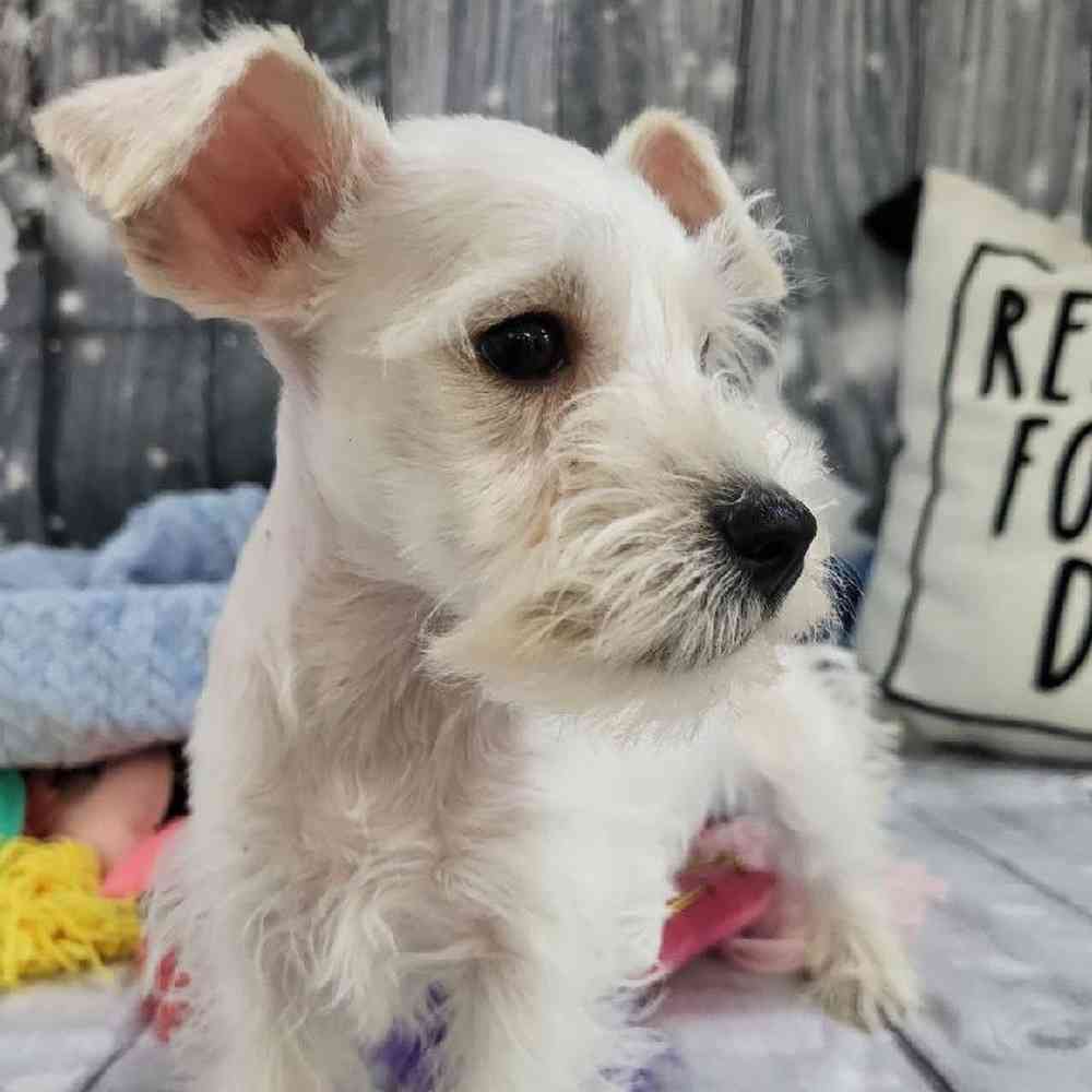 Male Mini Schnauzer Puppy for Sale in Monroeville, PA