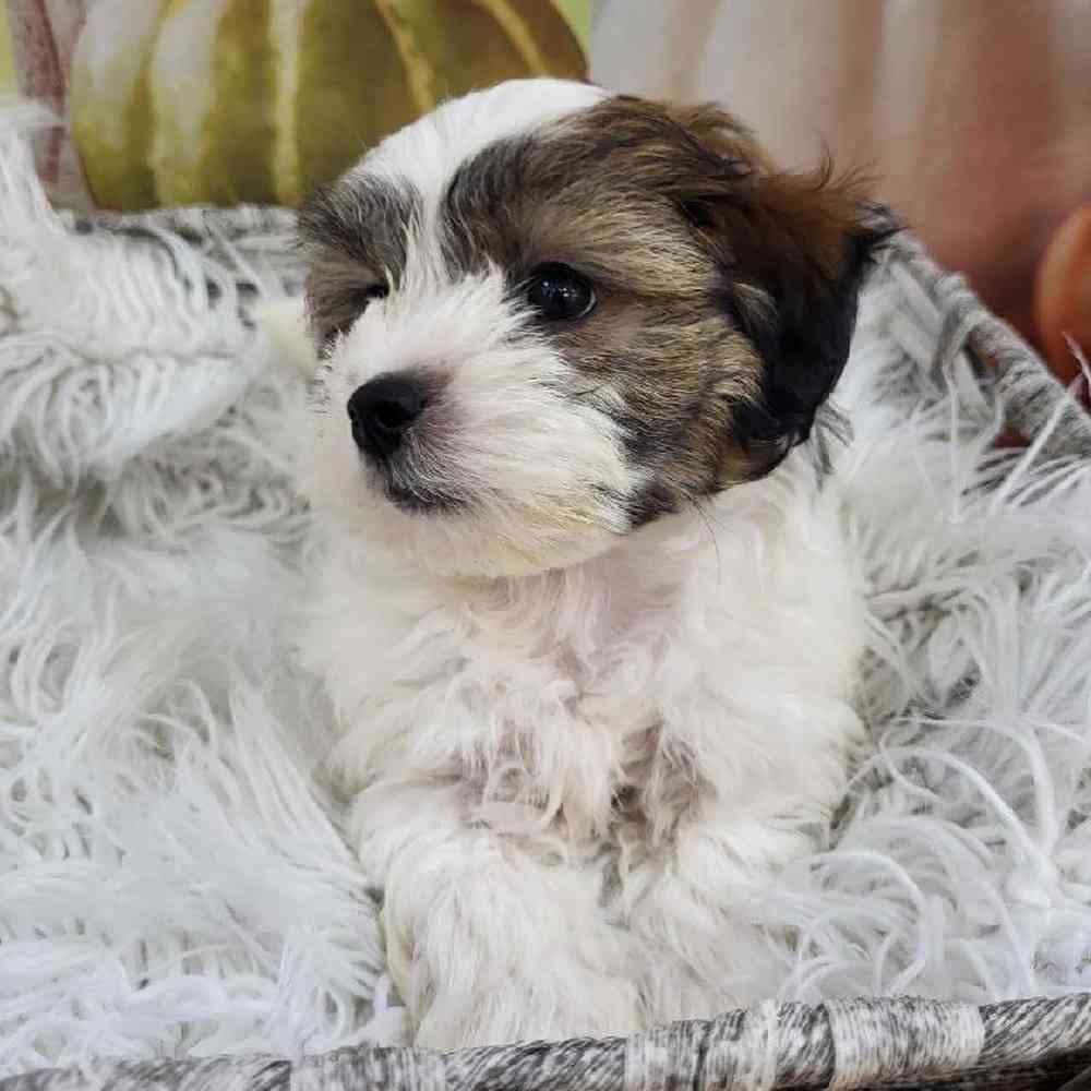 Male Shipoo Puppy for Sale in Monroeville, PA