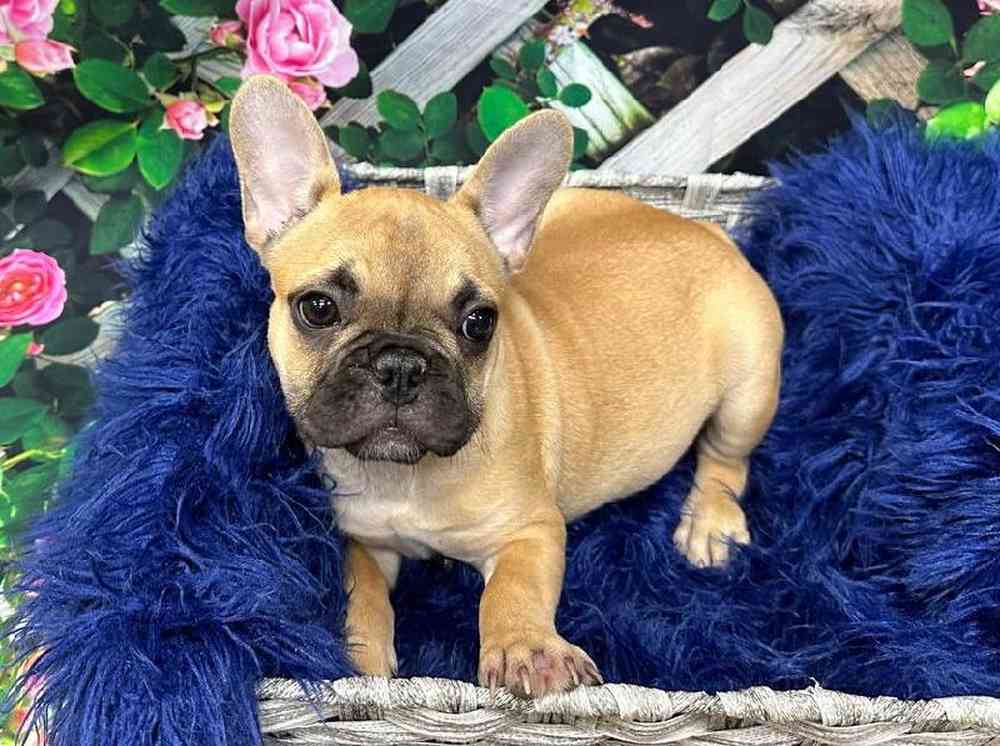 Female French Bulldog Puppy for Sale in Pittsburgh, PA