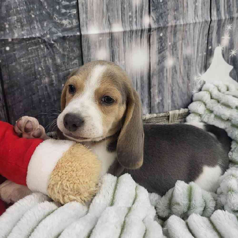 Male Beagle Puppy for Sale in Monroeville, PA