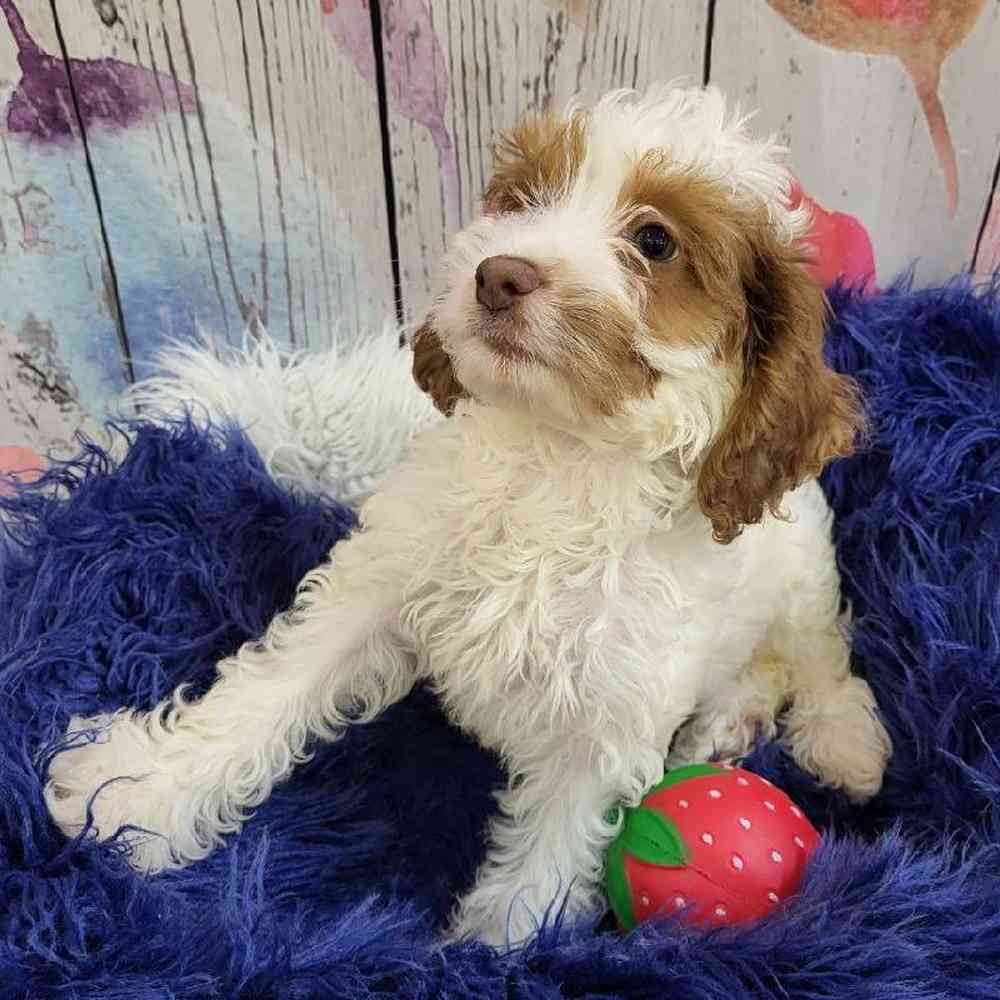 Female Cockapoo Puppy for Sale in Monroeville, PA