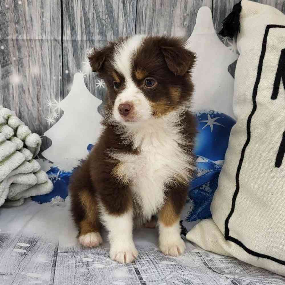 Male Toy Australian Shepherd Puppy for Sale in Monroeville, PA