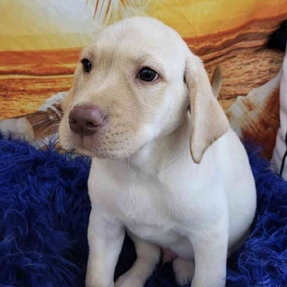 Male Labrador Retriever Puppy for Sale in Monroeville, PA