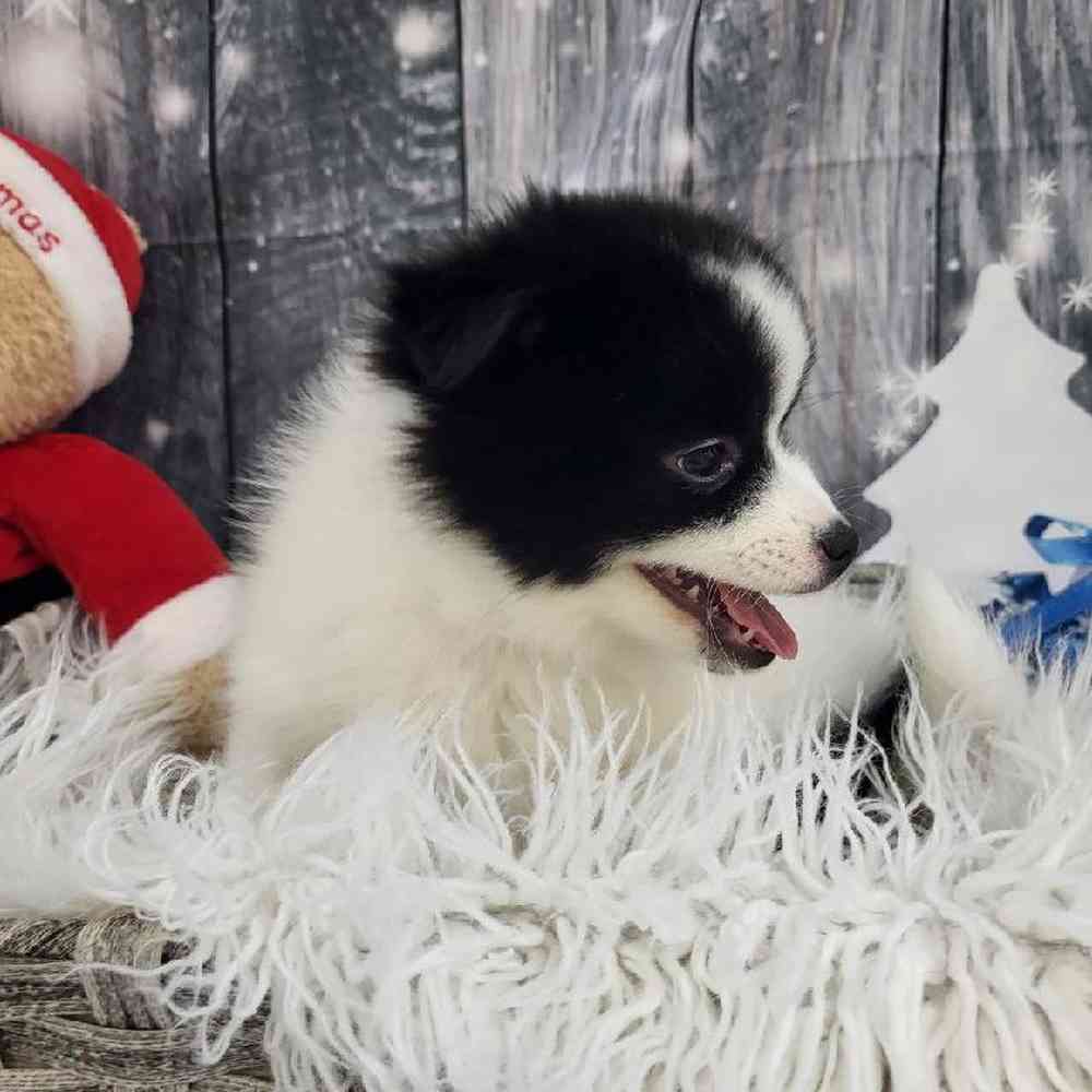 Female Pomsky 2nd gen. Puppy for Sale in Monroeville, PA