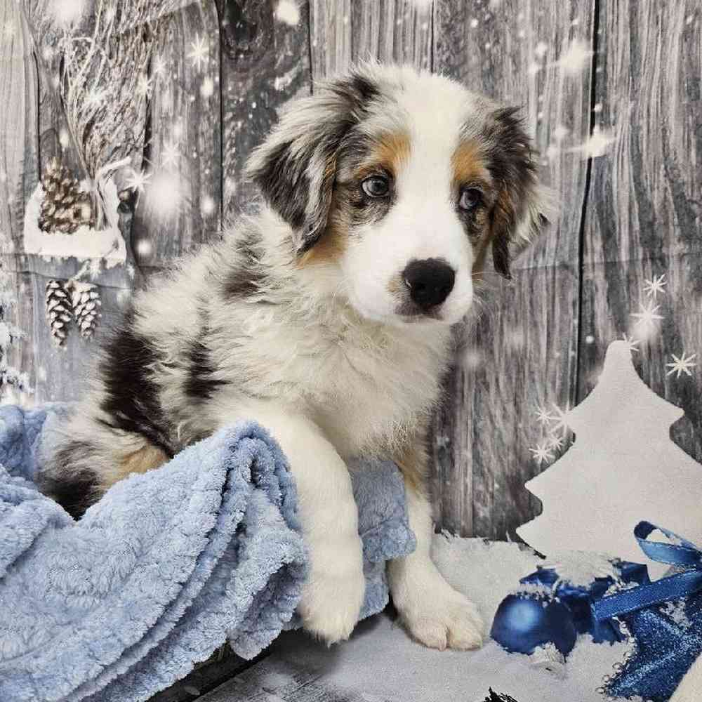 Male Australian Shepherd Puppy for Sale in Monroeville, PA