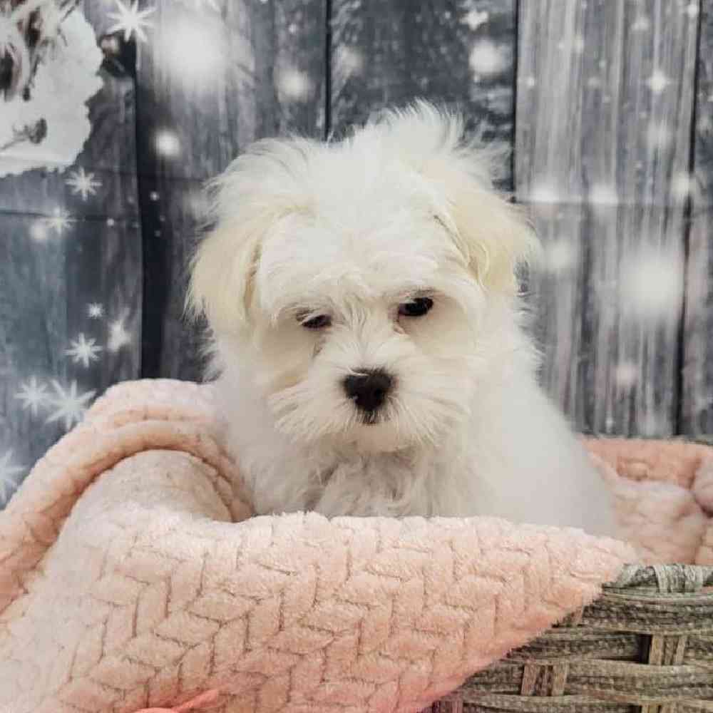 Female Maltese Puppy for Sale in Monroeville, PA