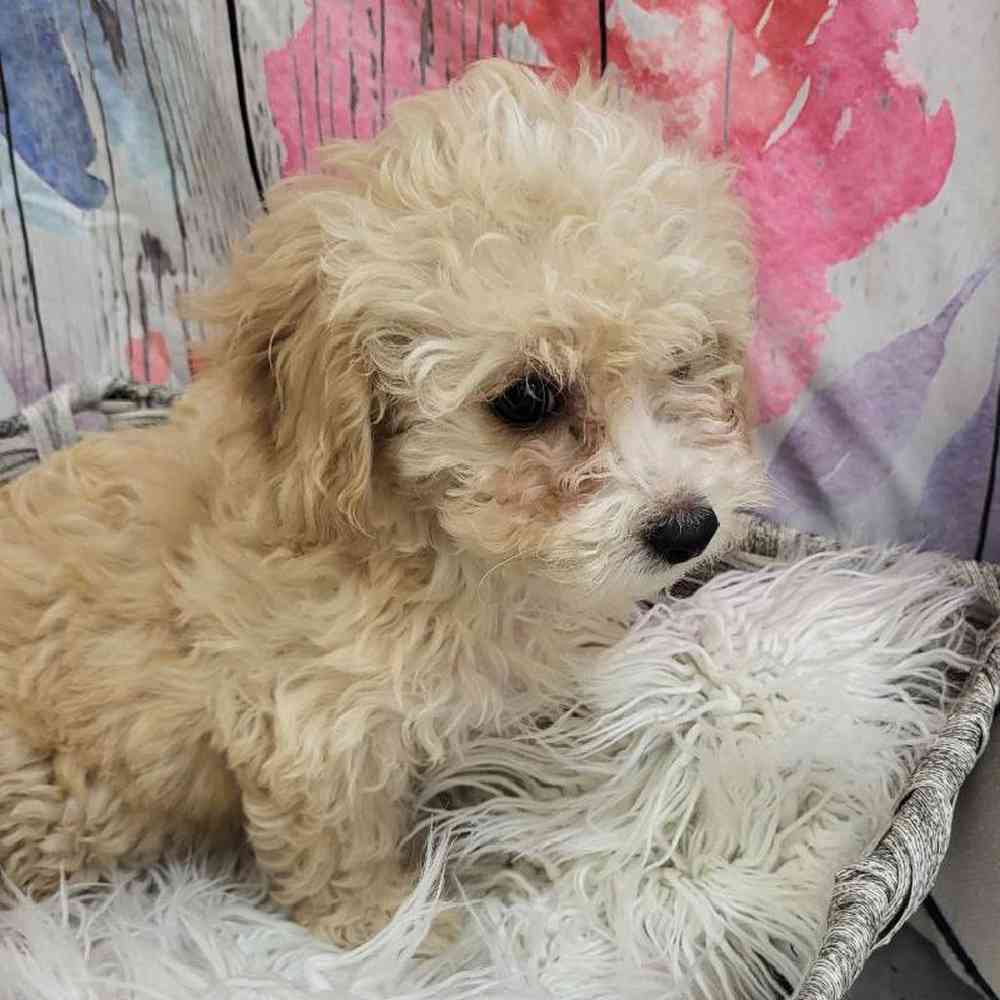 Female Bichon- Poo Puppy for Sale in Monroeville, PA