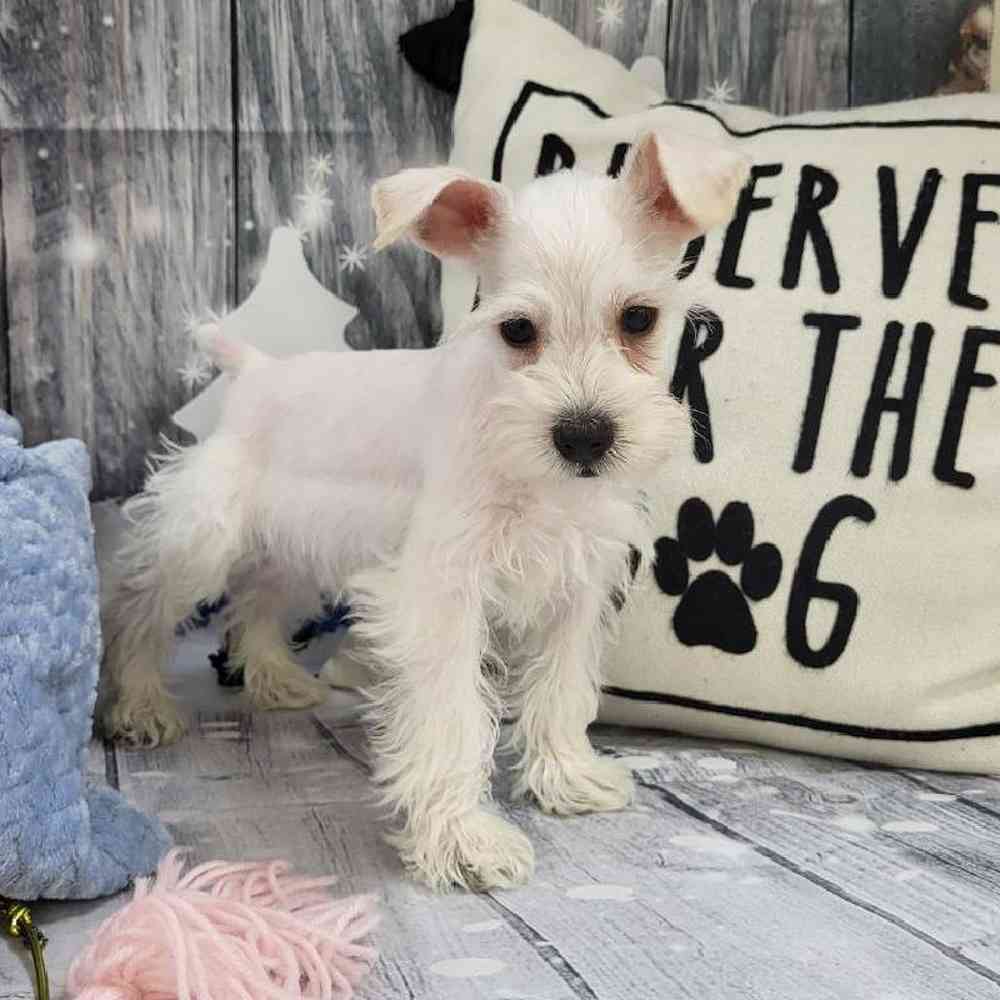 Male Mini Schnauzer Puppy for Sale in Monroeville, PA