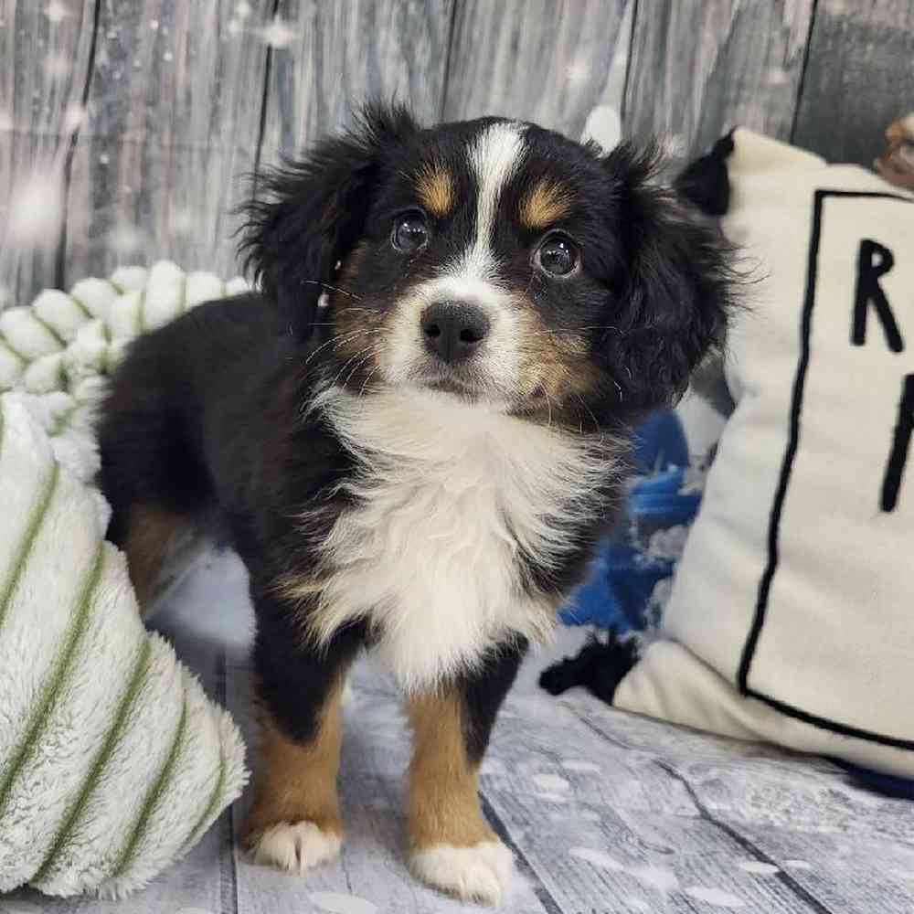 Male Miniature Australian Shepherd Puppy for Sale in Monroeville, PA