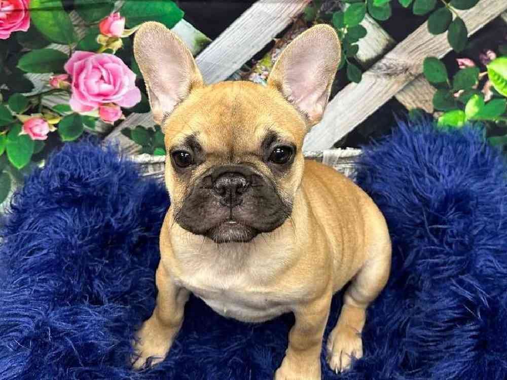 Female French Bulldog Puppy for Sale in Pittsburgh, PA