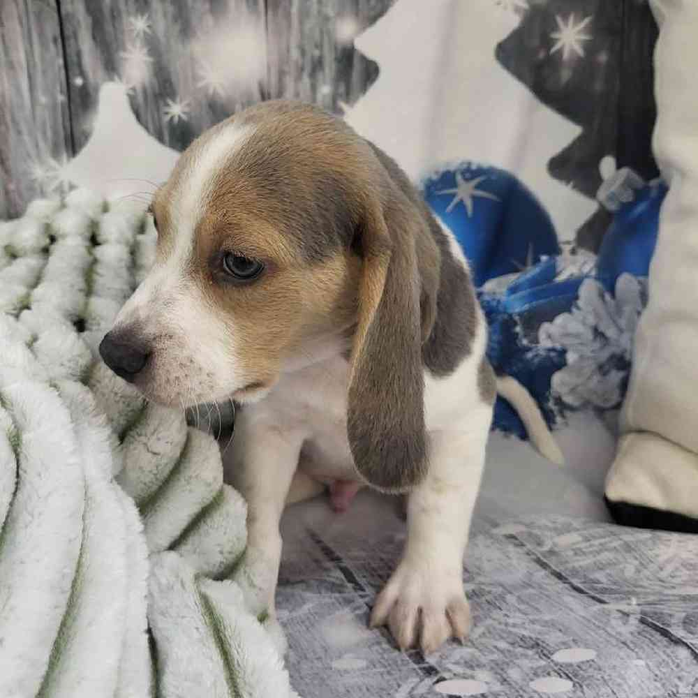 Male Beagle Puppy for Sale in Monroeville, PA