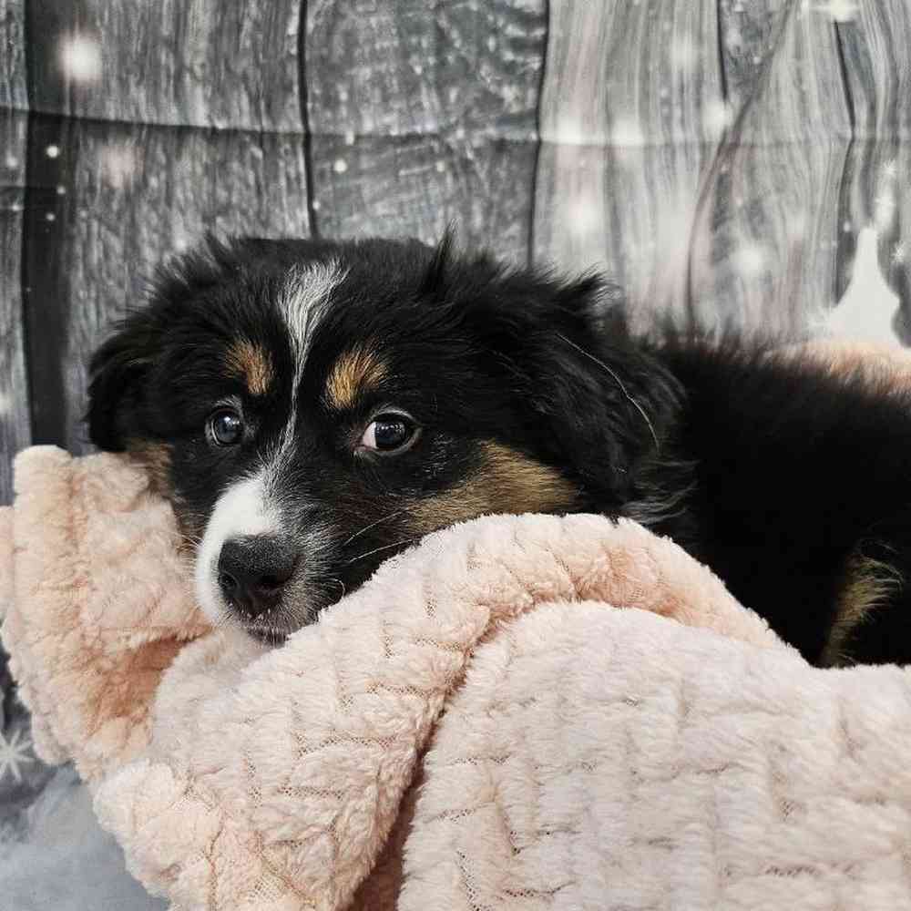 Female Miniature American Shepherd Puppy for Sale in Monroeville, PA