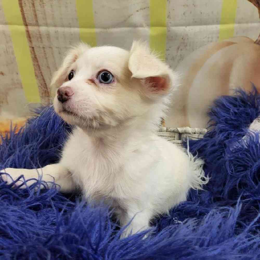 Male Chihuahua Puppy for Sale in Monroeville, PA