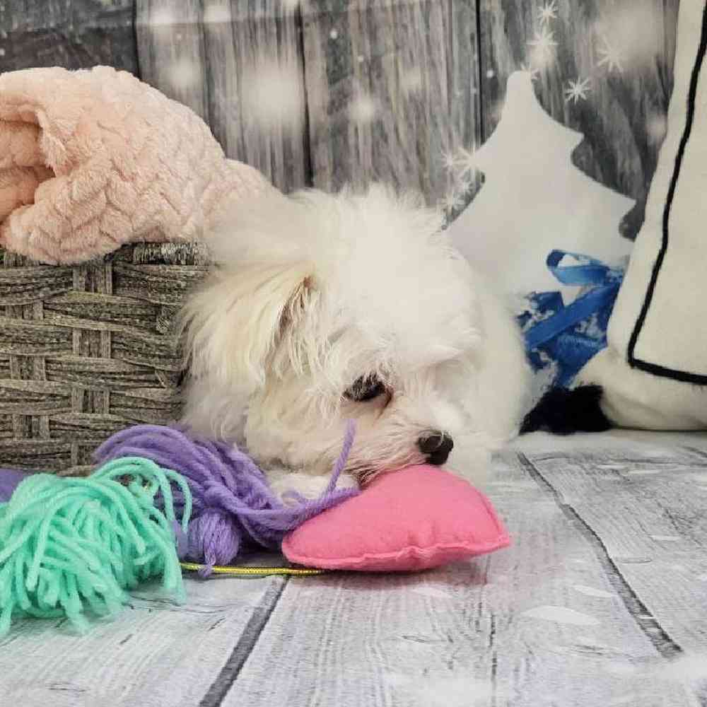 Female Maltese Puppy for Sale in Monroeville, PA