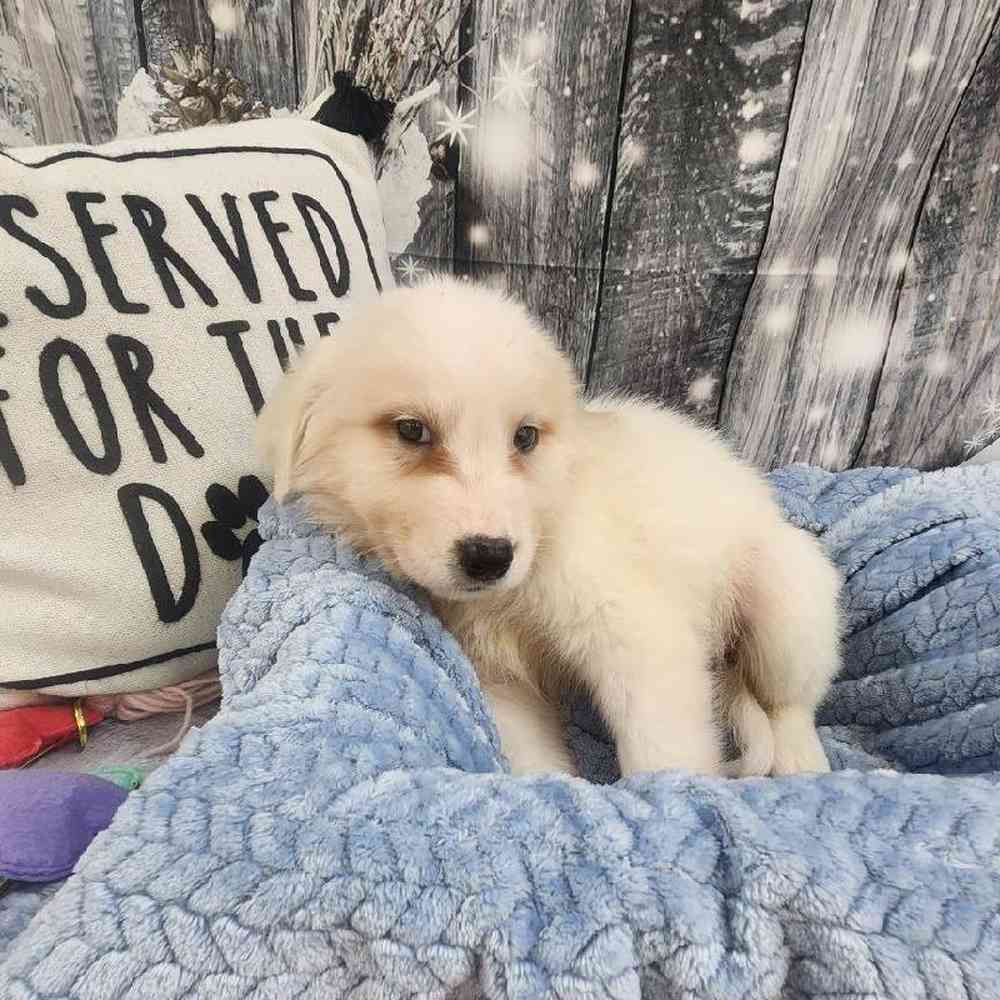 Male Great Pyrenees Puppy for Sale in Monroeville, PA