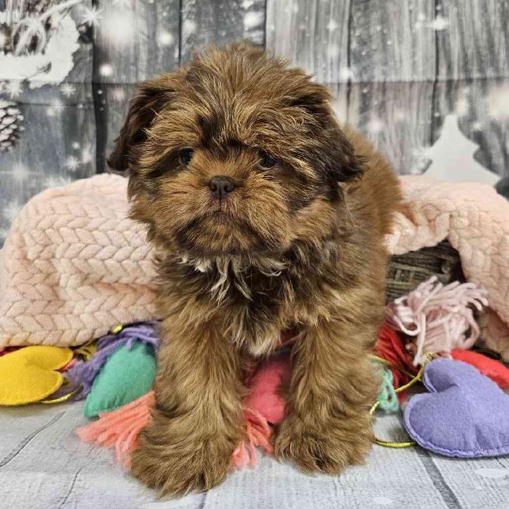 Female Shih Tzu Puppy for Sale in Monroeville, PA