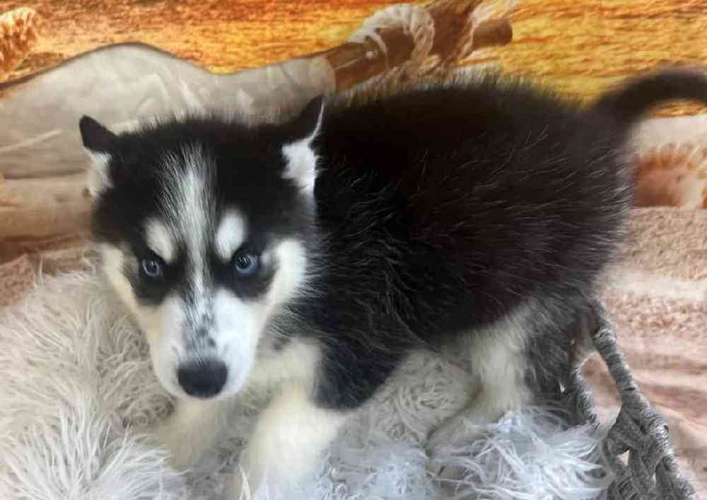 Female Siberian Husky Puppy for Sale in Monroeville, PA