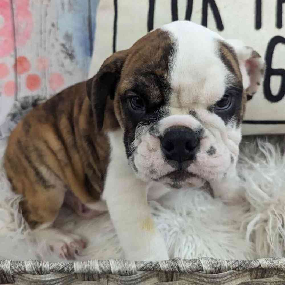 Male English Bulldog Puppy for Sale in Monroeville, PA