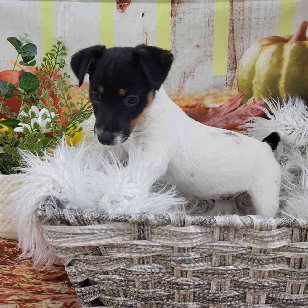 Female Jack Russell Terrier Puppy for Sale in Monroeville, PA