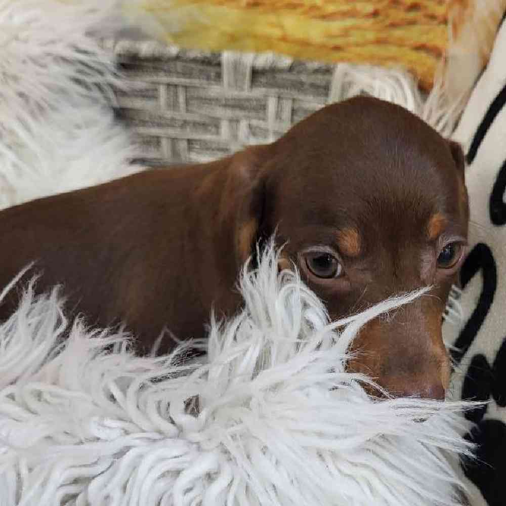 Male Dachshund Puppy for Sale in Monroeville, PA