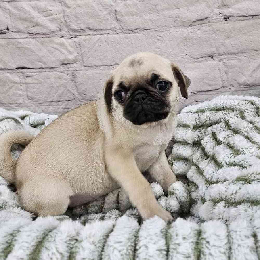 Female Pug Puppy for Sale in Monroeville, PA