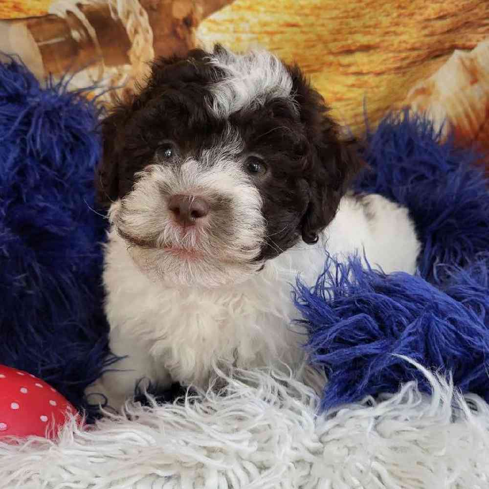 Male Havanese Puppy for Sale in Monroeville, PA