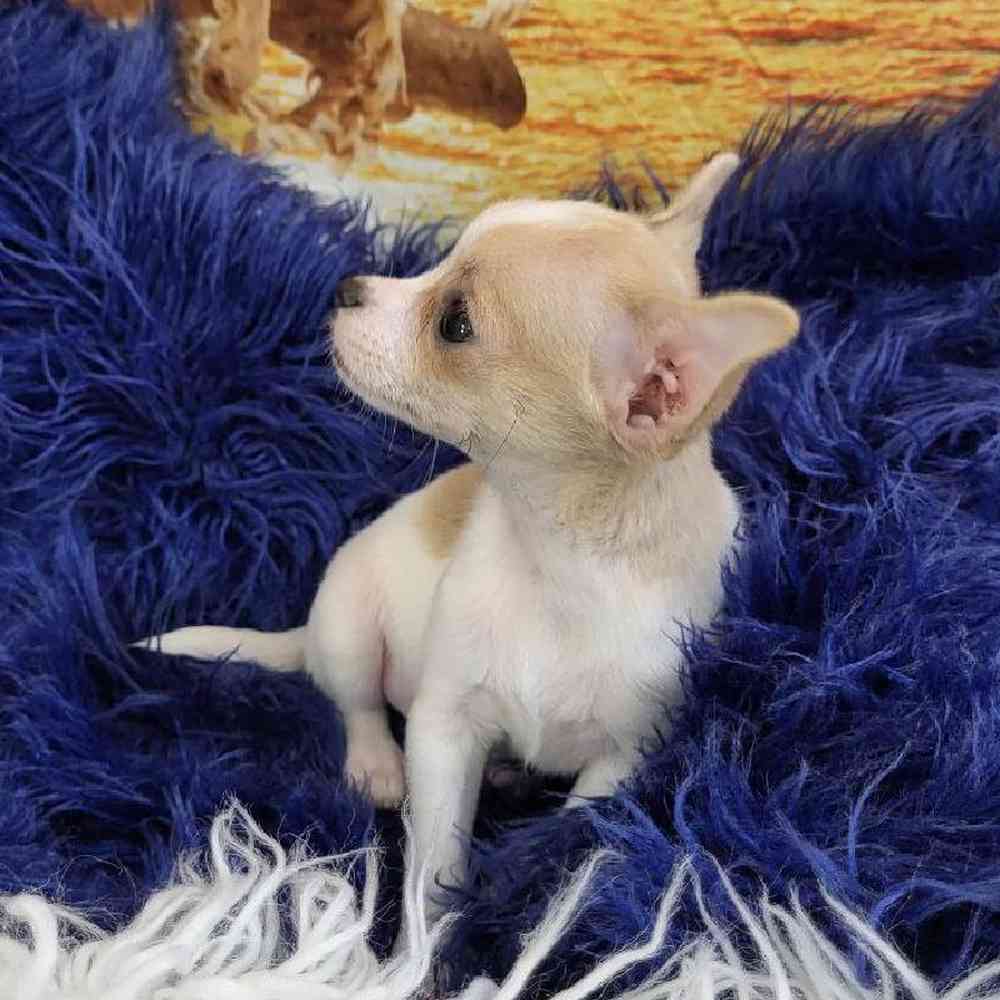 Male Chihuahua Puppy for Sale in Monroeville, PA