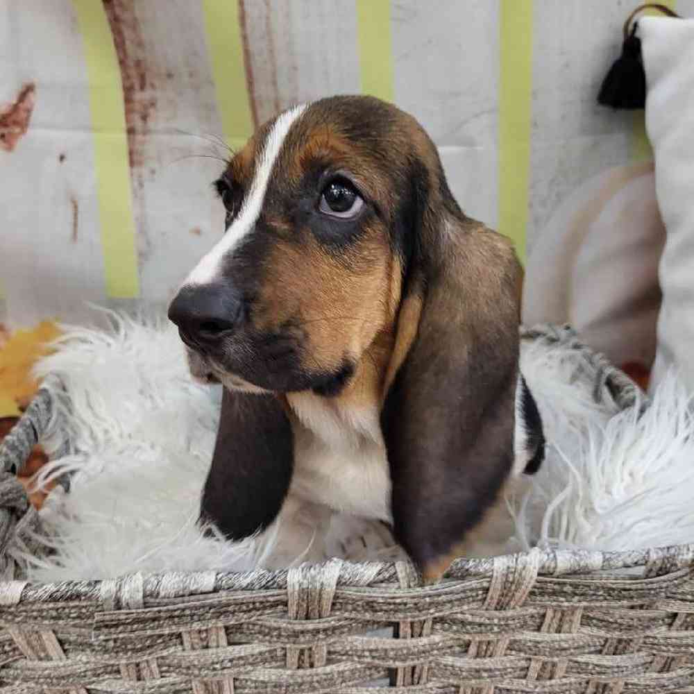 Female Basset Hound Puppy for Sale in Monroeville, PA