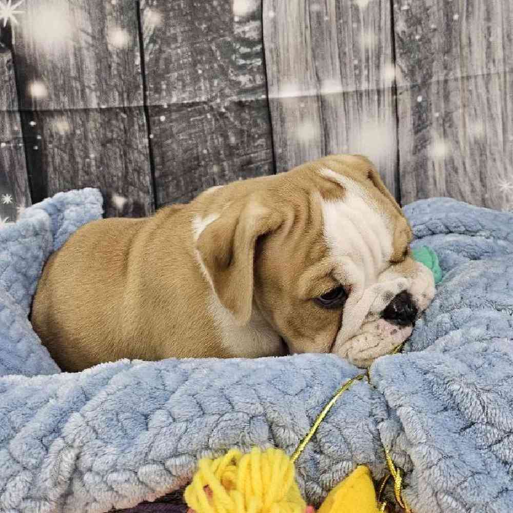 Male English Bulldog Puppy for Sale in Monroeville, PA