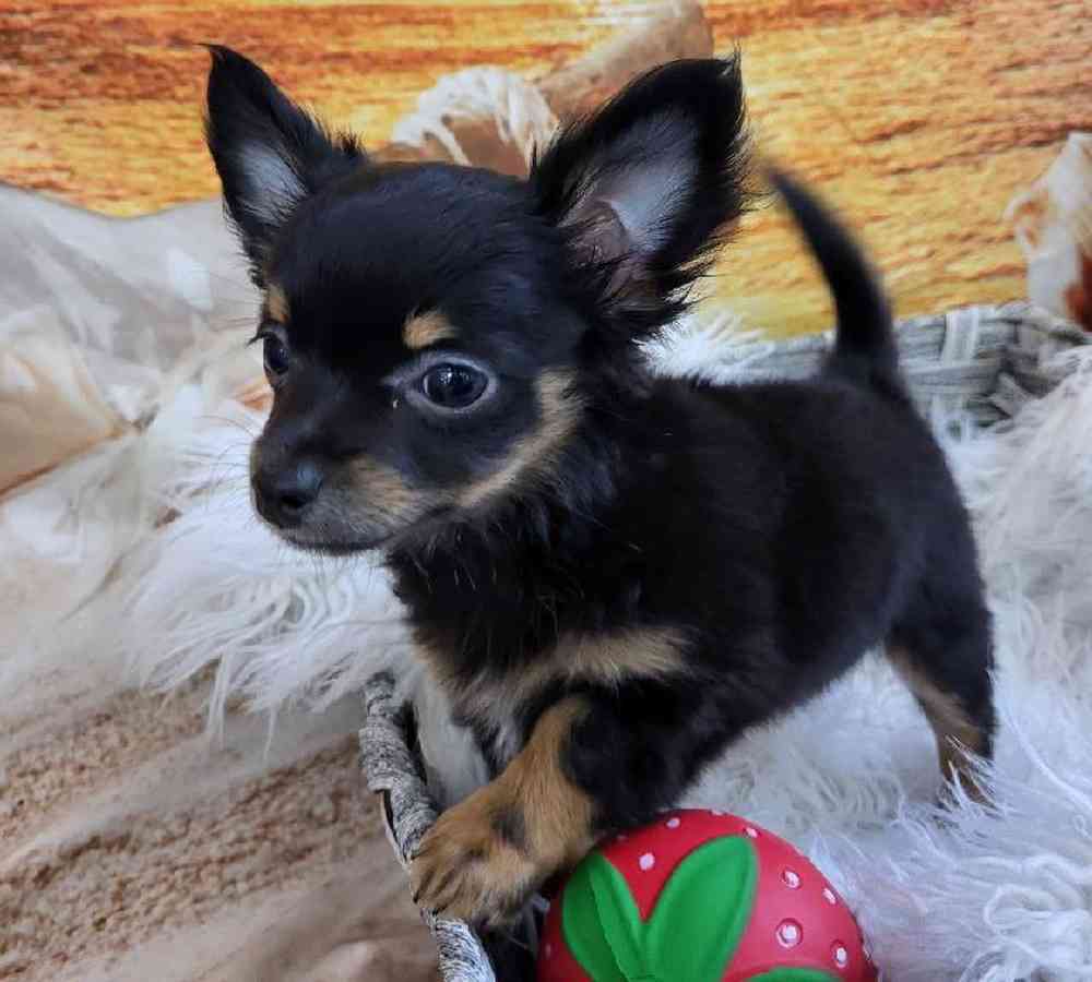 Female Chihuahua Puppy for Sale in Monroeville, PA