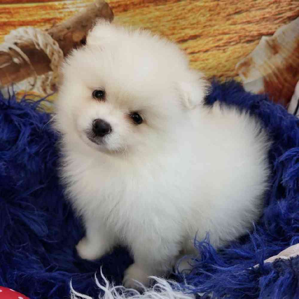 Male Pomeranian Puppy for Sale in Monroeville, PA