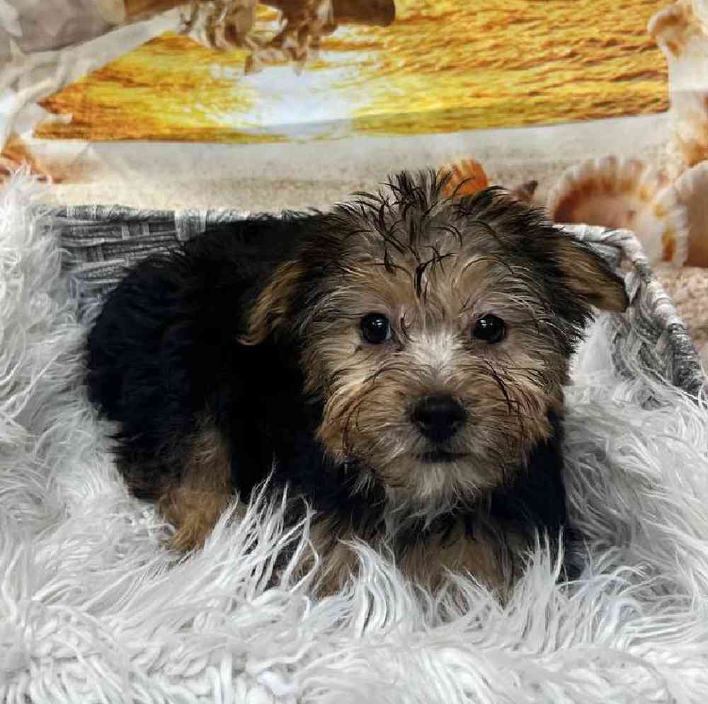 Female Morkie Puppy for Sale in Monroeville, PA