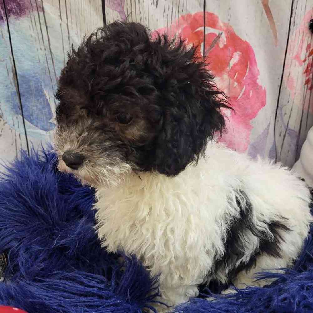 Male Mini Poodle Puppy for Sale in Monroeville, PA