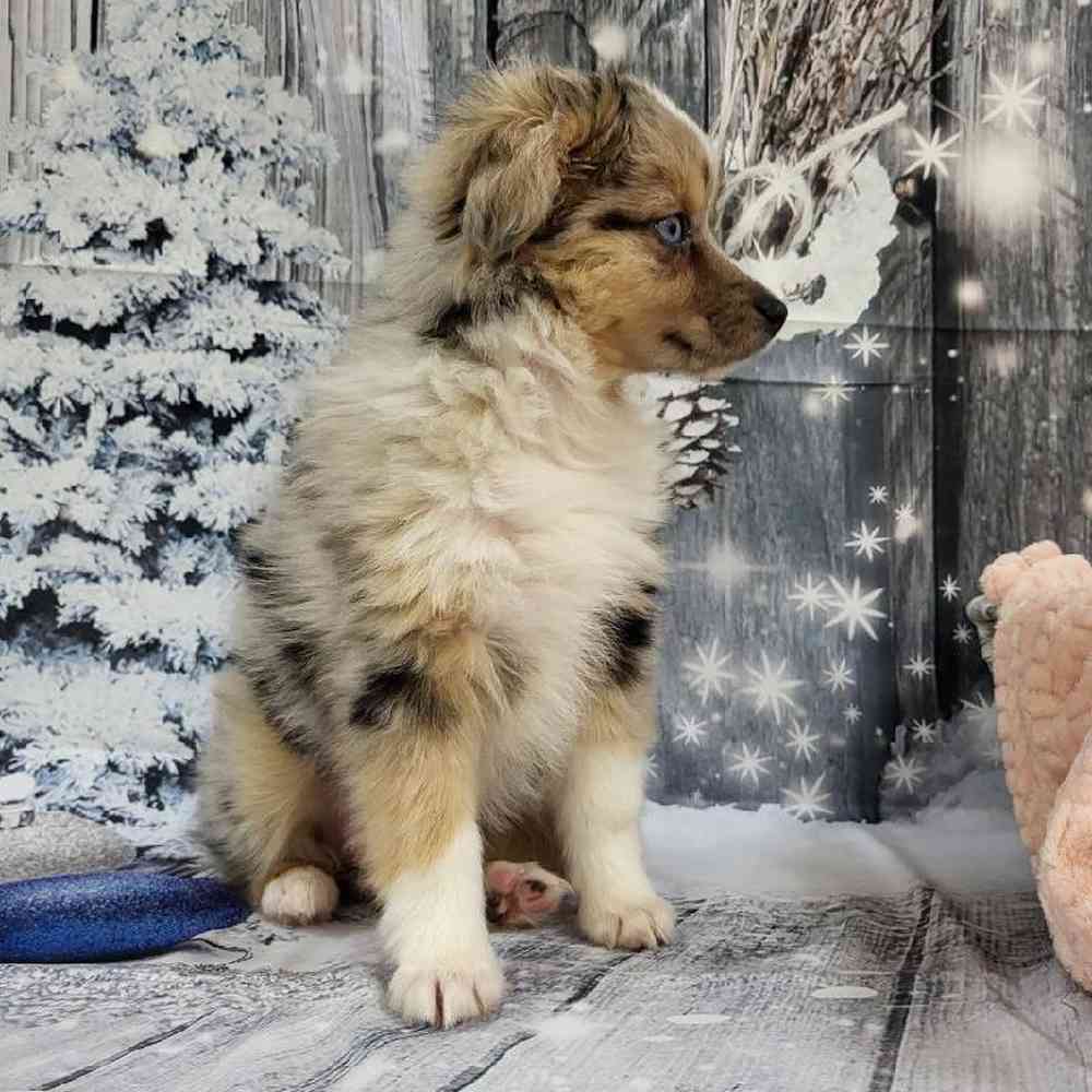 Female Miniature Australian Shepherd Puppy for Sale in Monroeville, PA