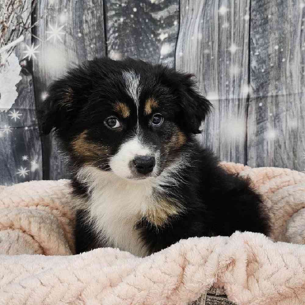 Female Miniature American Shepherd Puppy for Sale in Monroeville, PA