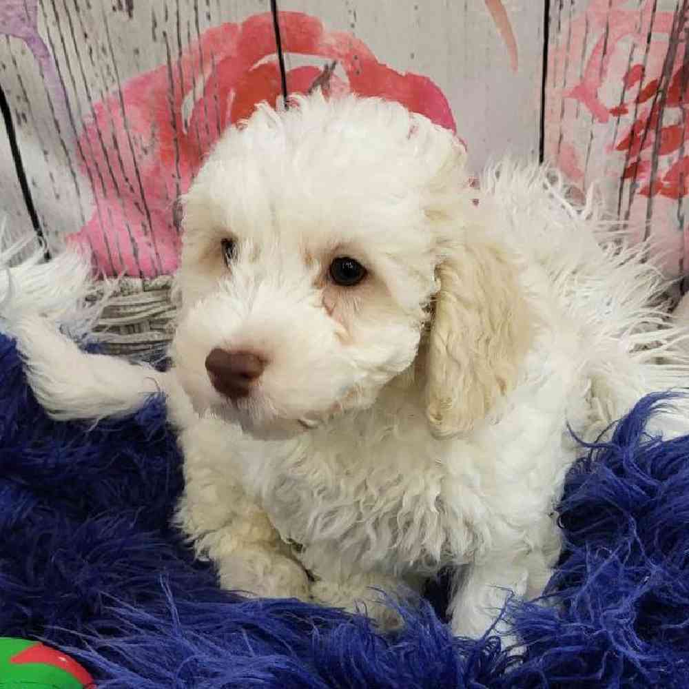 Male Bichon- Poo Puppy for Sale in Monroeville, PA