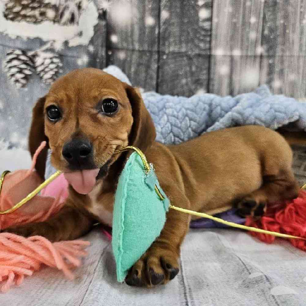 Male Dachshund Puppy for Sale in Monroeville, PA