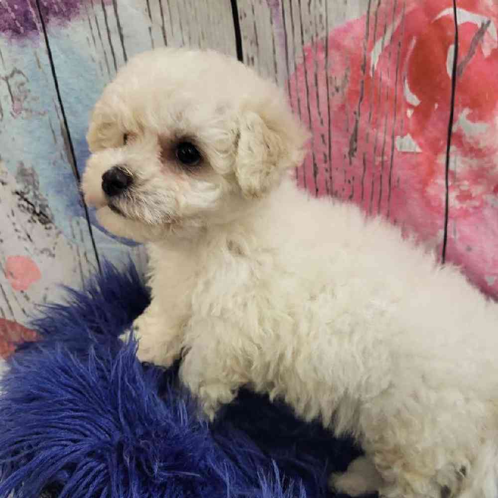 Female Bichon Puppy for Sale in Monroeville, PA