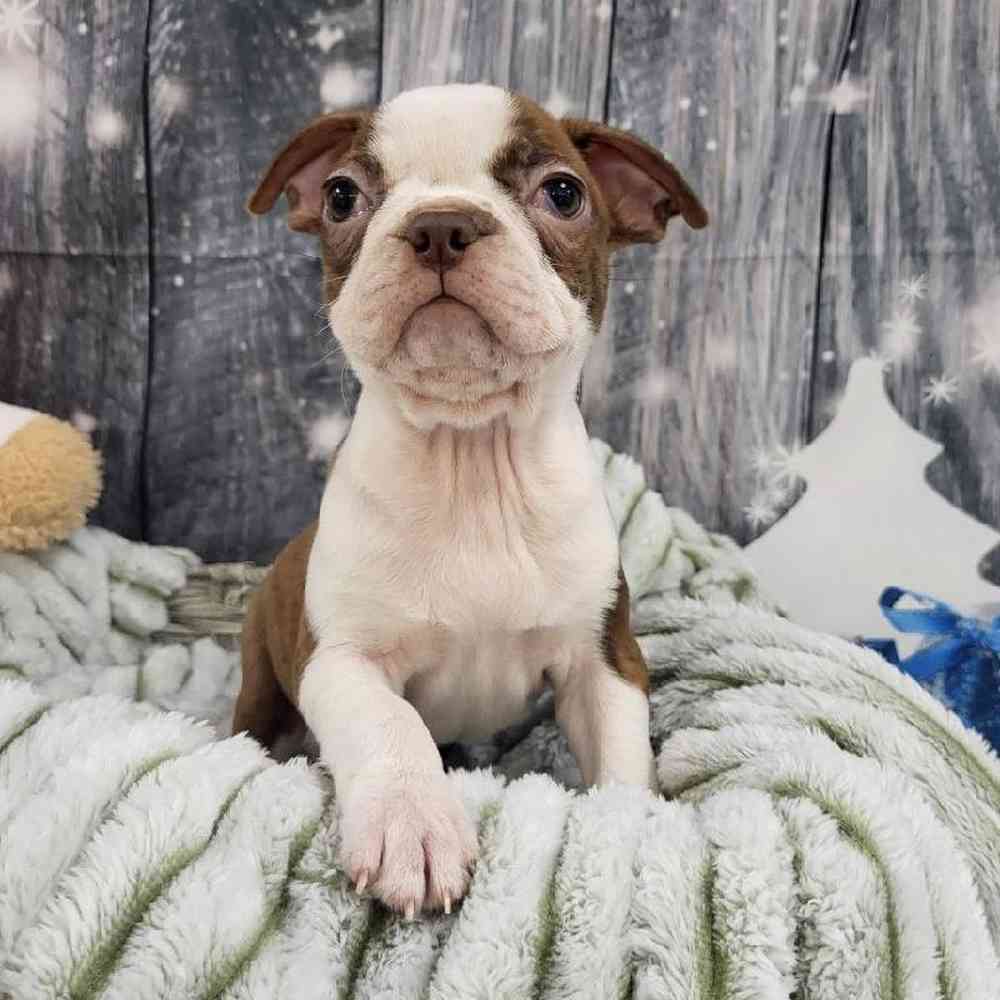 Female Boston Terrier Puppy for Sale in Monroeville, PA